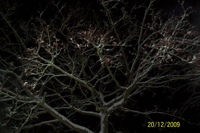 100_3994.JPG