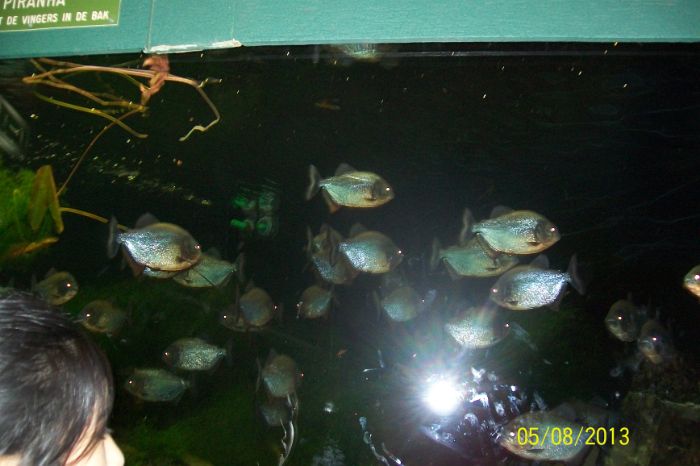 100_7243.JPG