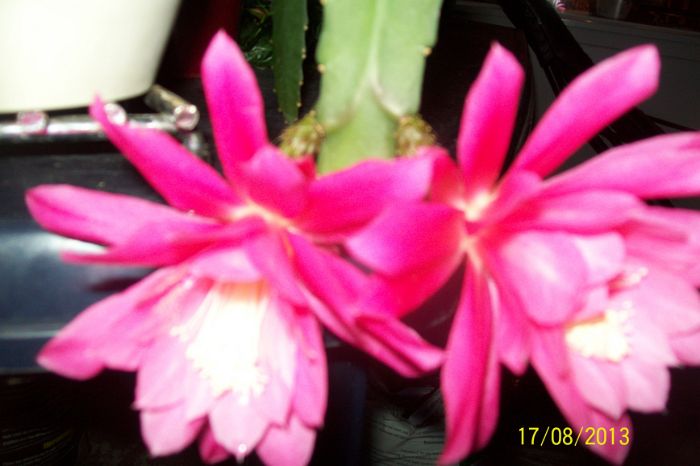 100_7517.JPG