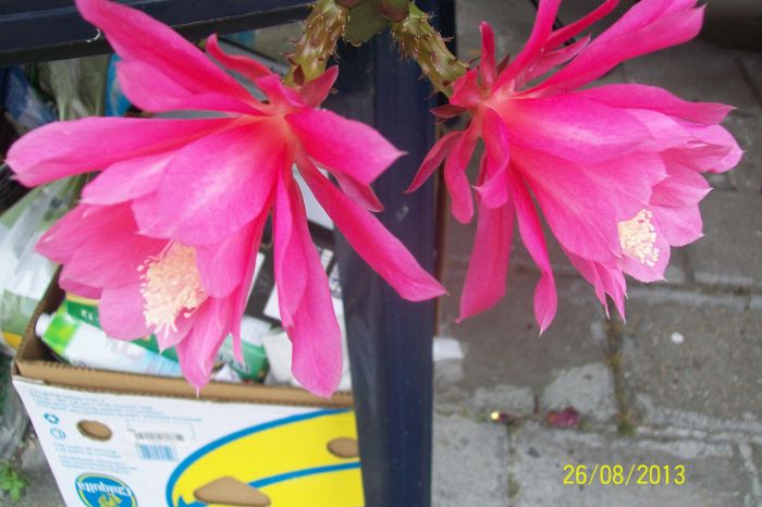 100_7746.JPG