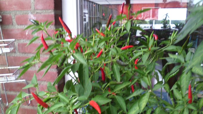 IMG_20141015_084652.jpg